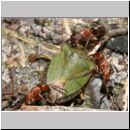 Formica -Serviformica- sanguinea - Blutrote Raubameise 26 9mm - mit Palomena prasina-Gruene Stinkwanze.jpg